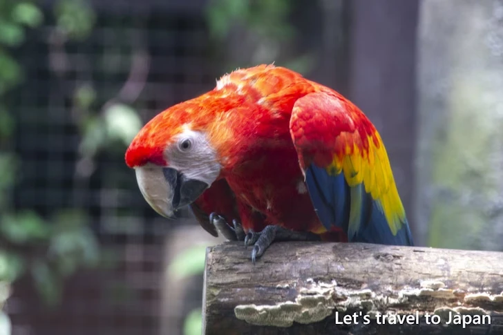 アカコンゴウインコ：東山動物園本園の見どころ(179)