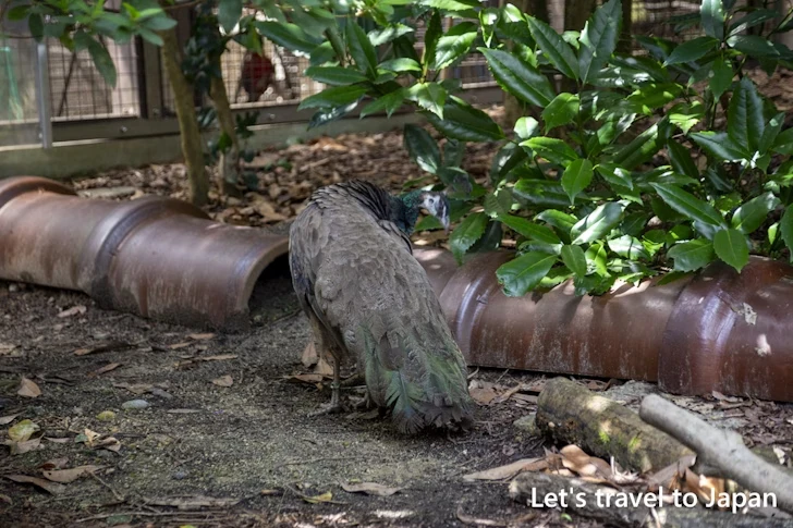 バードホール：東山動物園本園の見どころ(181)