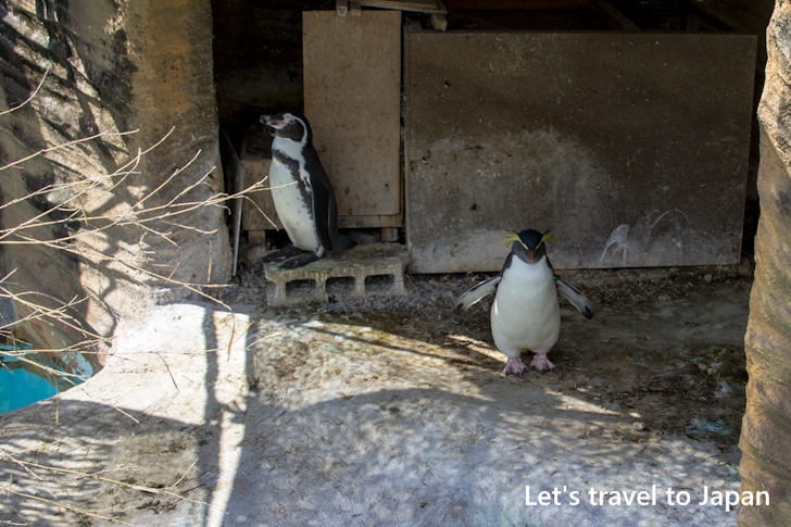 ペンギン：東山動物園本園の見どころ(184)