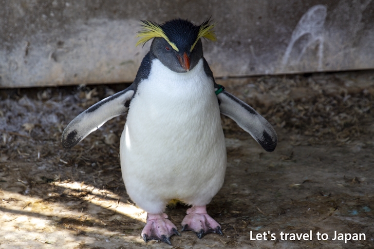 ペンギン：東山動物園本園の見どころ(185)