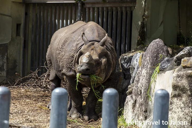 インドサイ：東山動物園本園の見どころ(19)