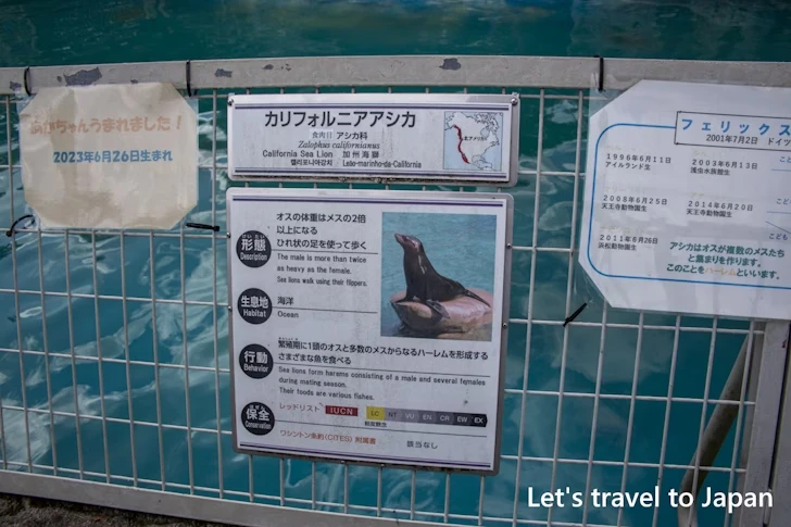 カリフォルニアアシカ：東山動物園本園の見どころ(194)