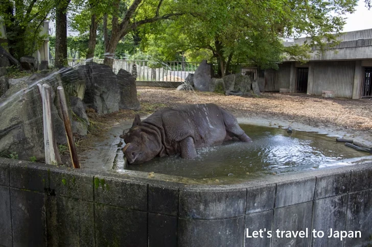 インドサイ：東山動物園本園の見どころ(20)