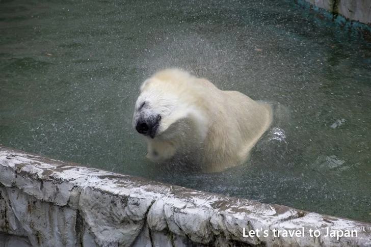 ホッキョクグマ：東山動物園本園の見どころ(203)