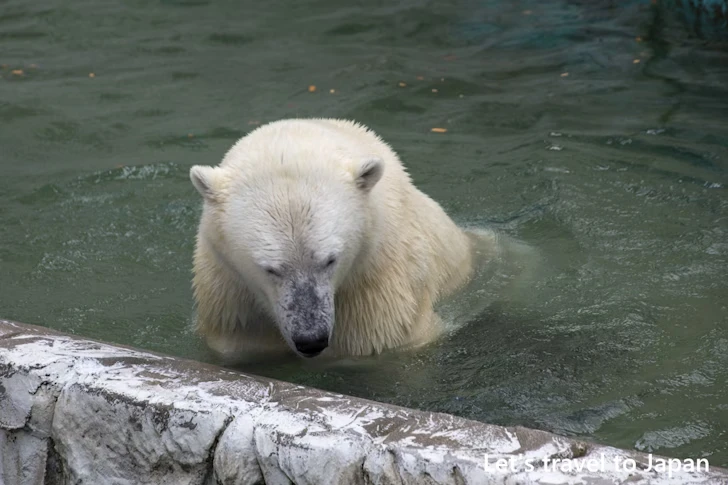 ホッキョクグマ：東山動物園本園の見どころ(204)