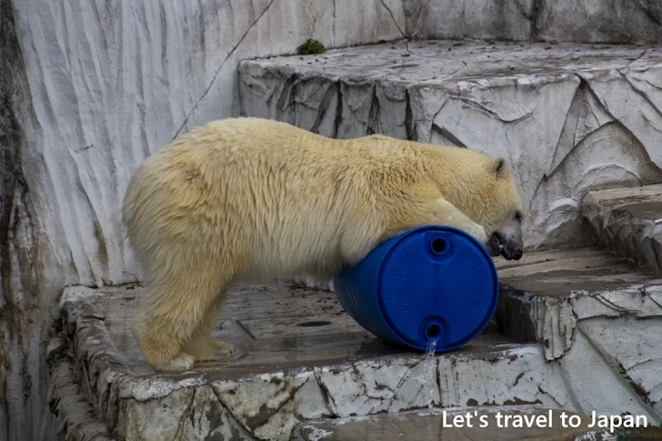 ホッキョクグマ：東山動物園本園の見どころ(205)
