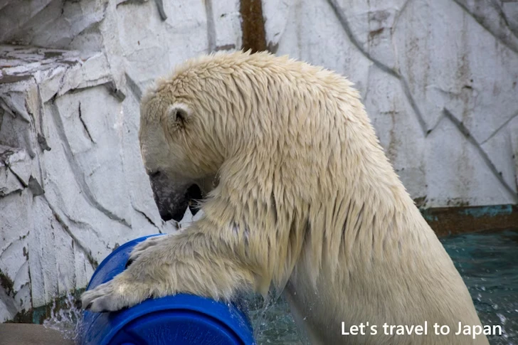 ホッキョクグマ：東山動物園本園の見どころ(206)