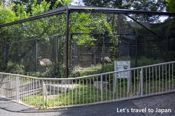 エミュー：東山動物園本園の見どころ(207)