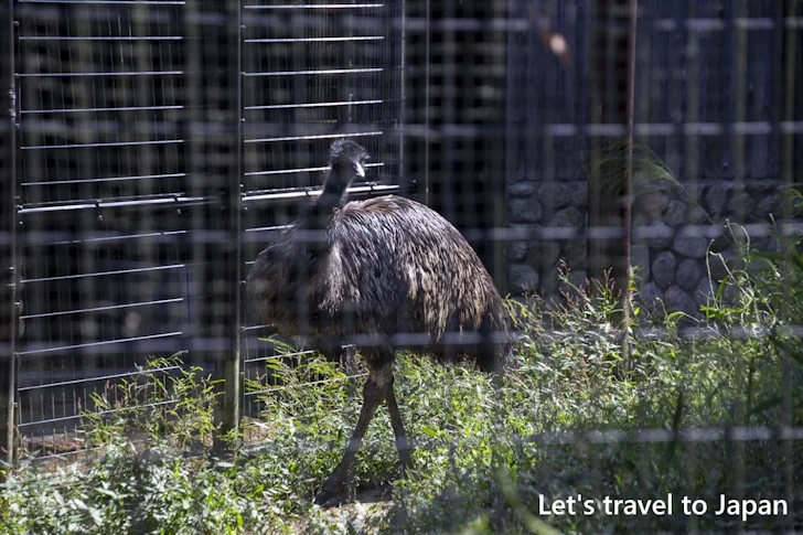 エミュー：東山動物園本園の見どころ(208)