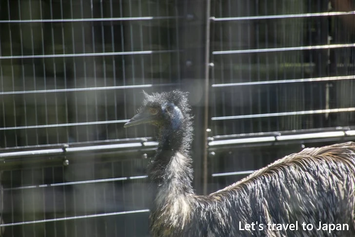 エミュー：東山動物園本園の見どころ(209)