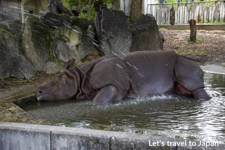 インドサイ：東山動物園本園の見どころ(21)