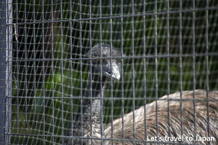 エミュー：東山動物園本園の見どころ(210)