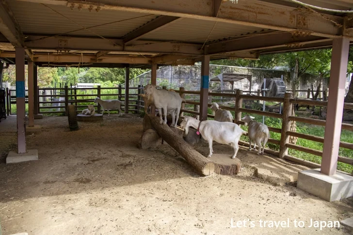 こども動物園：東山動物園本園の見どころ(213)
