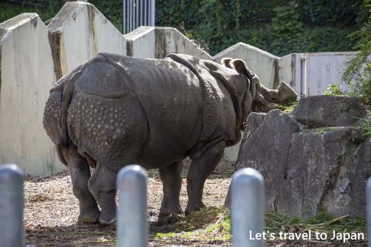 インドサイ：東山動物園本園の見どころ(22)