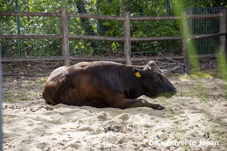 こども動物園：東山動物園本園の見どころ(223)