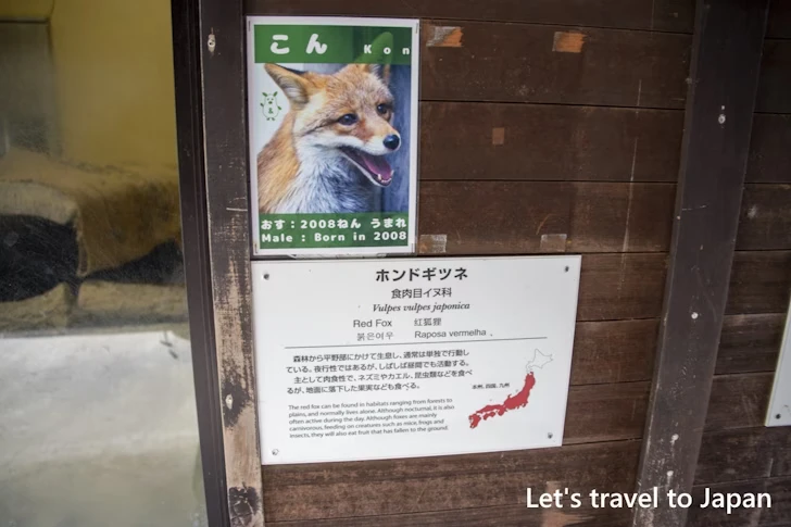 ホンドキツネ：東山動物園本園の見どころ(231)