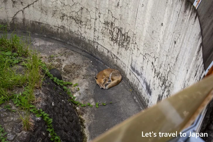 ホンドキツネ：東山動物園本園の見どころ(232)