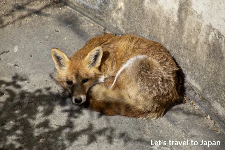 ホンドキツネ：東山動物園本園の見どころ(234)