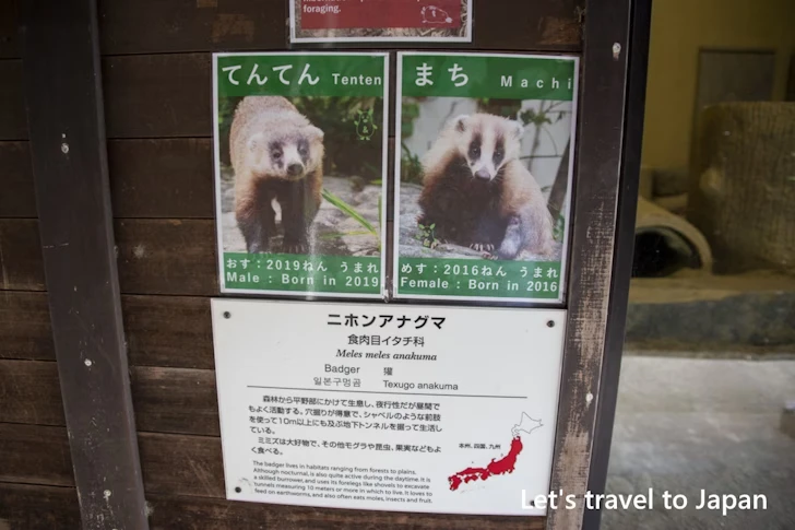 ニホンアナグマ：東山動物園本園の見どころ(235)