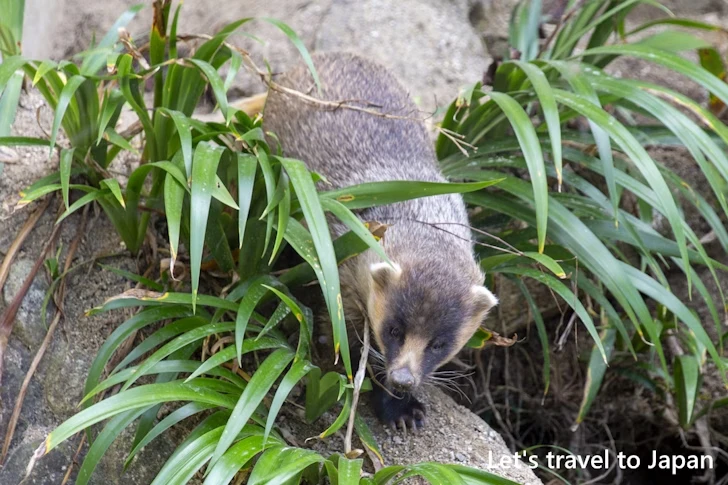 ニホンアナグマ：東山動物園本園の見どころ(236)