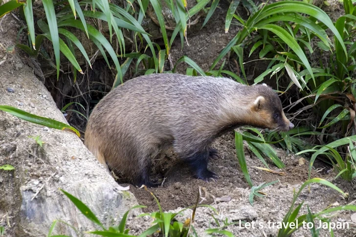 ニホンアナグマ：東山動物園本園の見どころ(237)
