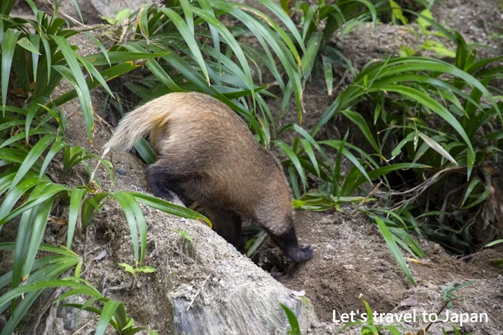 ニホンアナグマ：東山動物園本園の見どころ(238)