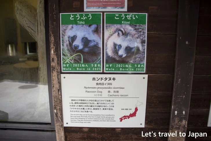 ホンドタヌキ：東山動物園本園の見どころ(239)