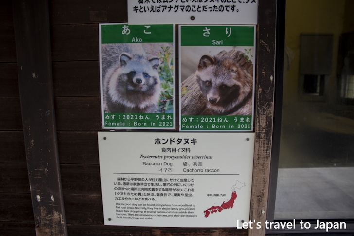 ホンドタヌキ：東山動物園本園の見どころ(240)
