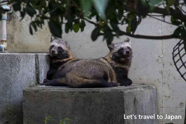 ホンドタヌキ：東山動物園本園の見どころ(243)