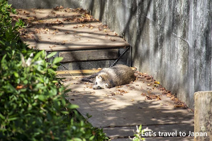 タヌキの里：東山動物園本園の見どころ(245)