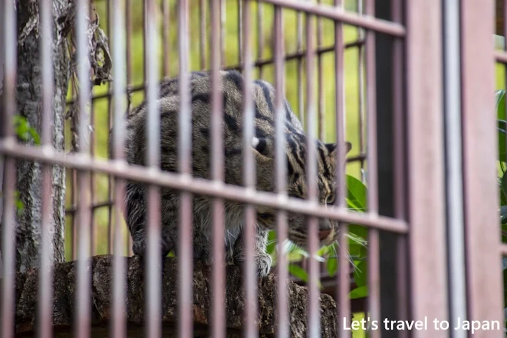 スナドリネコ：東山動物園本園の見どころ(246)