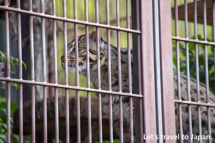 スナドリネコ：東山動物園本園の見どころ(247)