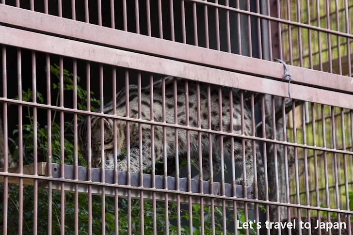 スナドリネコ：東山動物園本園の見どころ(248)