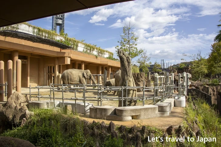 アジアゾウ：東山動物園本園の見どころ(25)