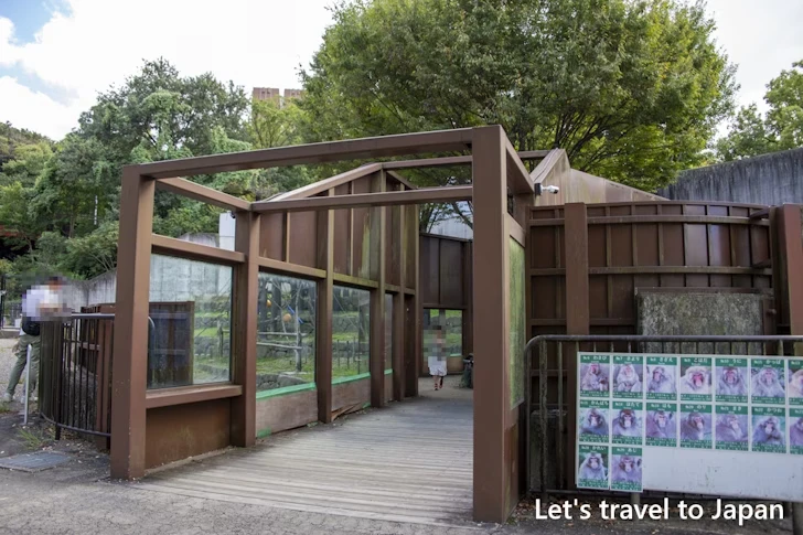 ホンドサル：東山動物園本園の見どころ(250)