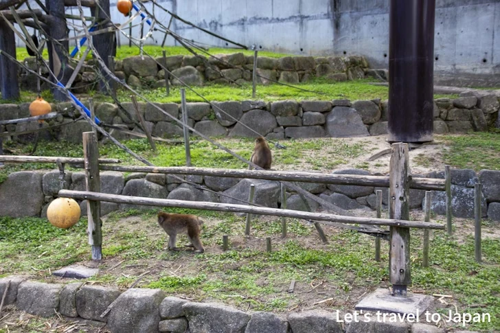 ホンドサル：東山動物園本園の見どころ(251)