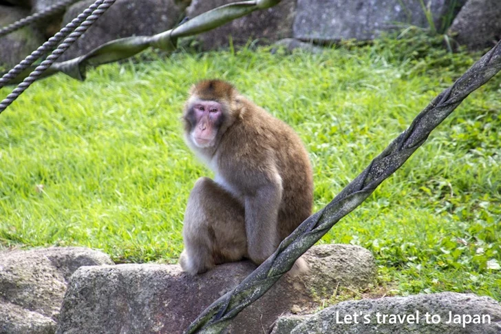 ホンドサル：東山動物園本園の見どころ(252)