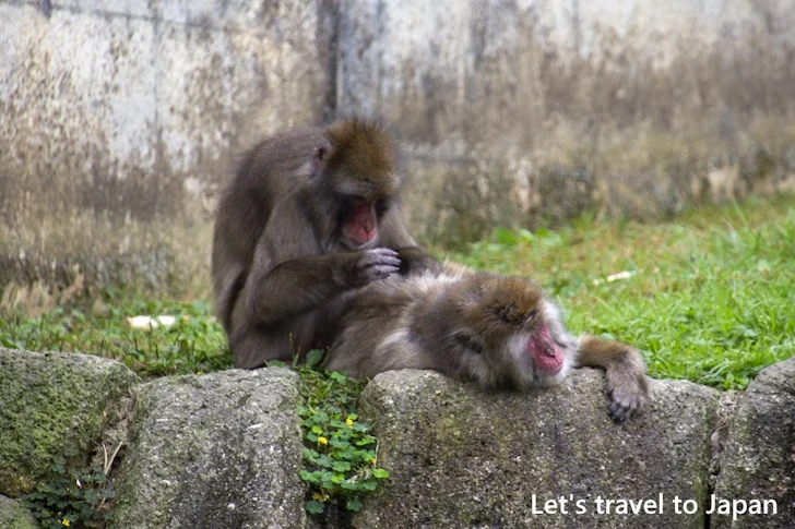 ホンドサル：東山動物園本園の見どころ(253)