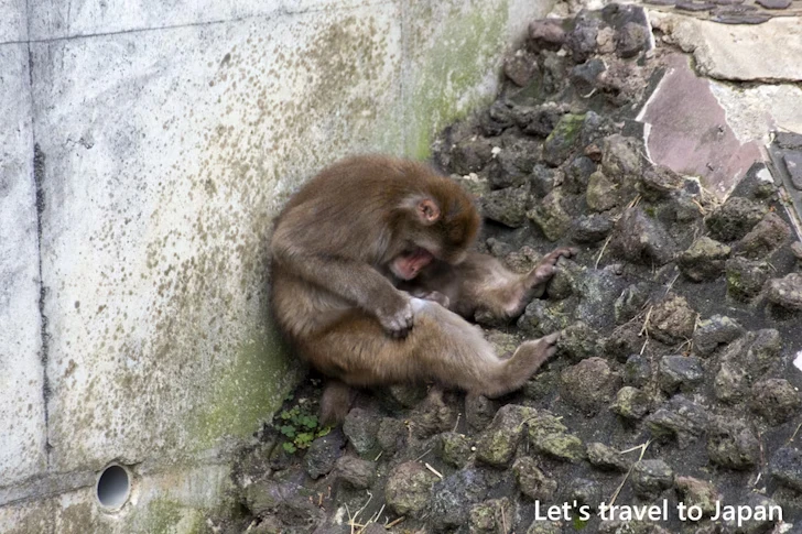 ホンドサル：東山動物園本園の見どころ(254)