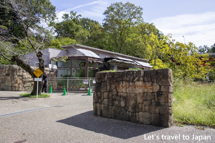 ツシマヤマネコ：東山動物園本園の見どころ(255)