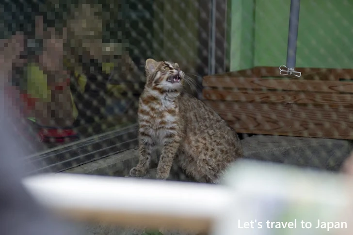 ツシマヤマネコ：東山動物園本園の見どころ(257)