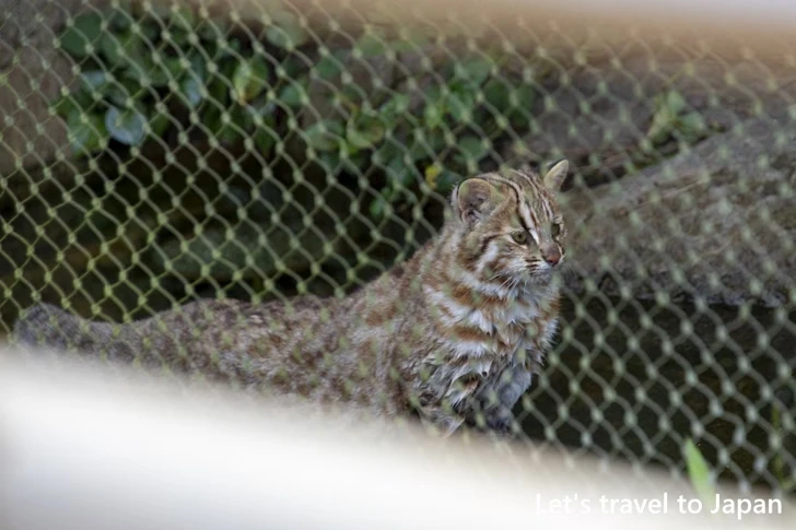 ツシマヤマネコ：東山動物園本園の見どころ(258)