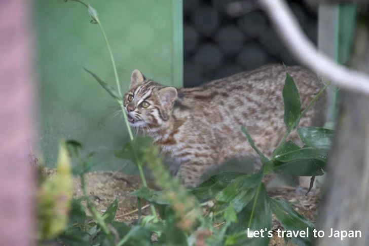 ツシマヤマネコ：東山動物園本園の見どころ(259)