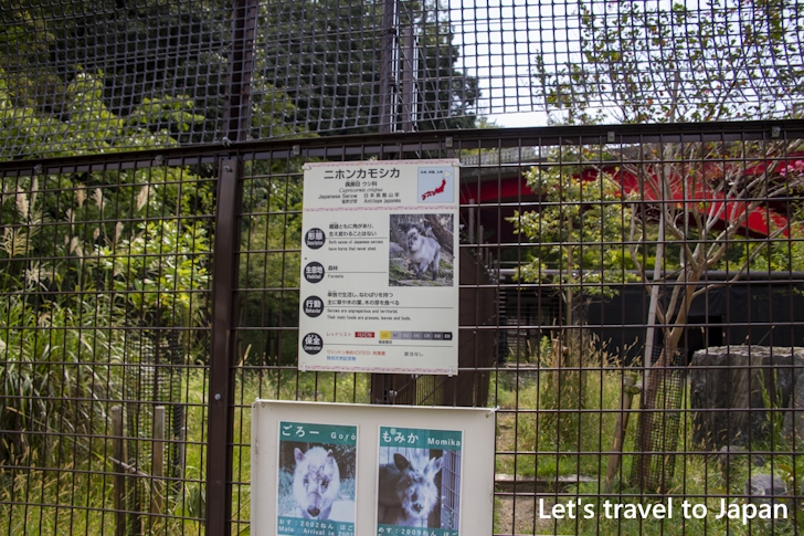 ニホンカモシカ：東山動物園本園の見どころ(262)