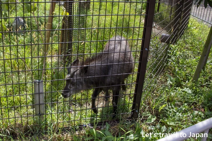ニホンカモシカ：東山動物園本園の見どころ(263)