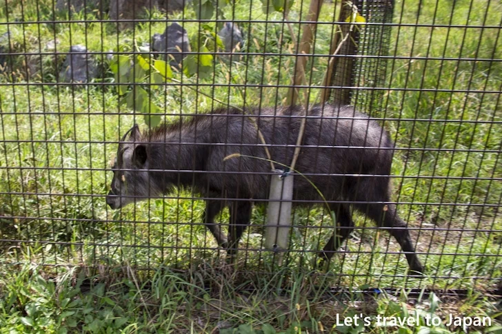 ニホンカモシカ：東山動物園本園の見どころ(264)
