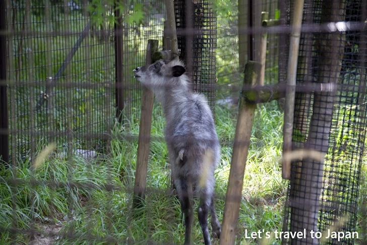 ニホンカモシカ：東山動物園本園の見どころ(265)