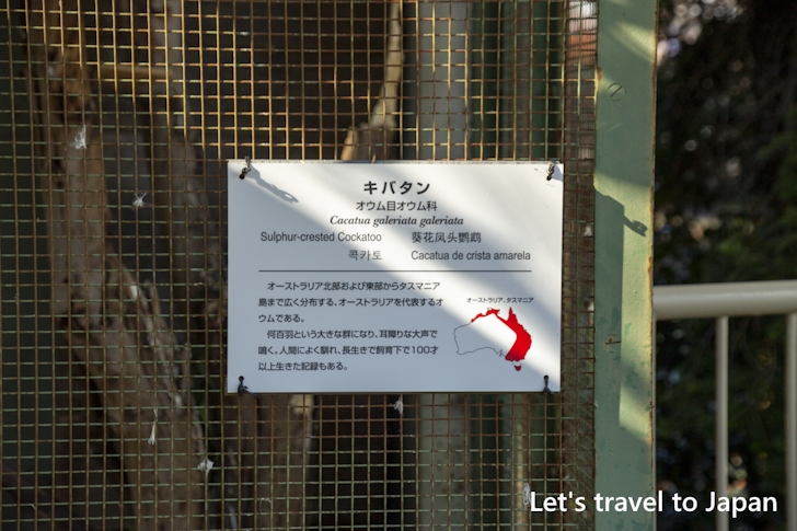 キバタン：東山動物園本園の見どころ(268)