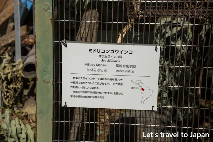 ミドリコンゴウインコ：東山動物園本園の見どころ(271)