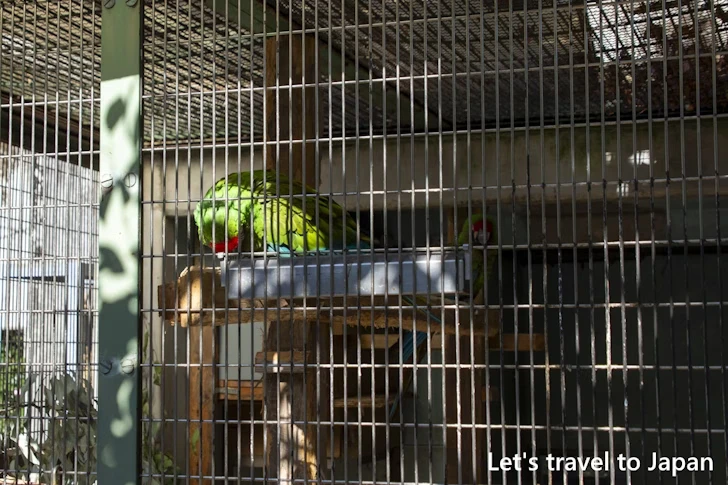 ミドリコンゴウインコ：東山動物園本園の見どころ(272)